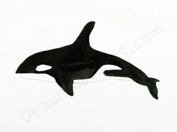 600x450 How To Draw A Whale In A Few Easy Steps With Pictures - Killer Whale Sketch