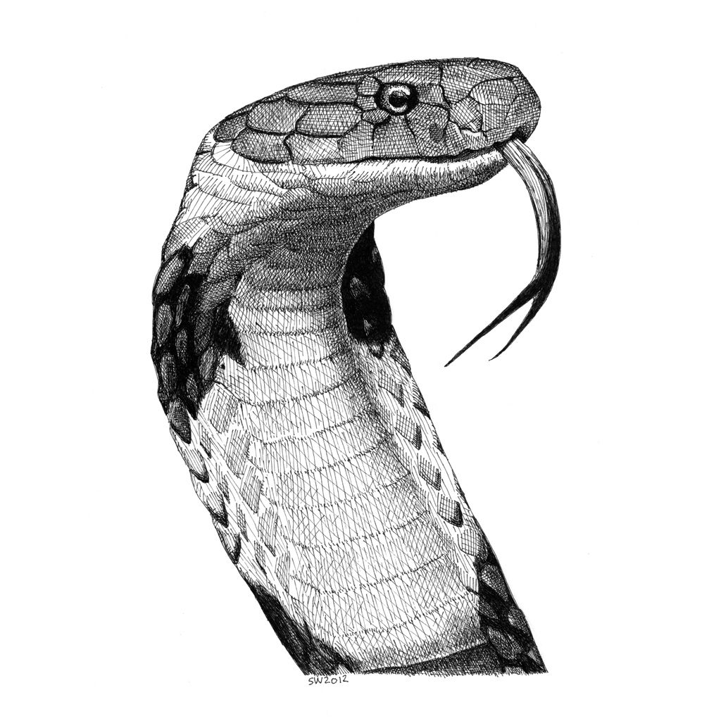 1024x1024 King Cobra Ink Pen Drawings, Art And Snake Drawing - King Cobra Sketch