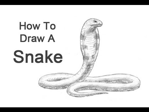 480x360 How To Draw A Snake (King Cobra) - King Cobra Snake Sketch