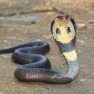 330x330 Snake (King Cobra) Animalstodraw - King Cobra Snake Sketch
