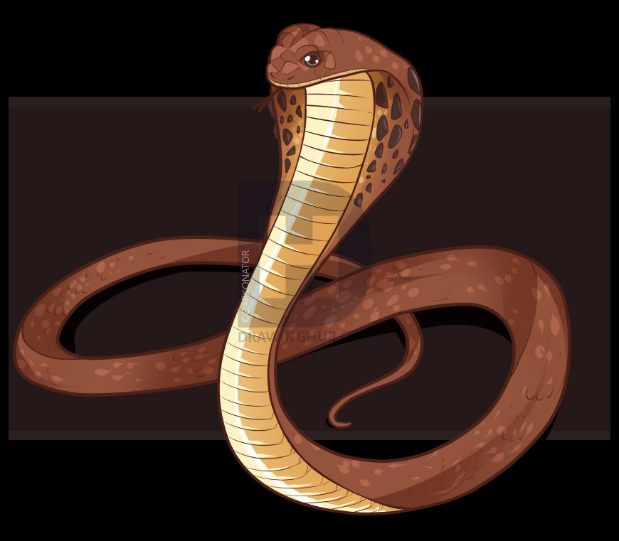 King Cobra Snake Sketch at Explore collection of