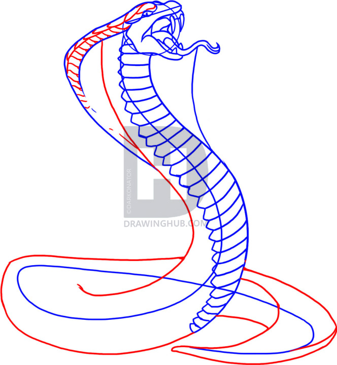 664x720 How To Draw A Snake, King Cobra, Step By Step, Drawing Guide, By - King Cobra Snake Sketch