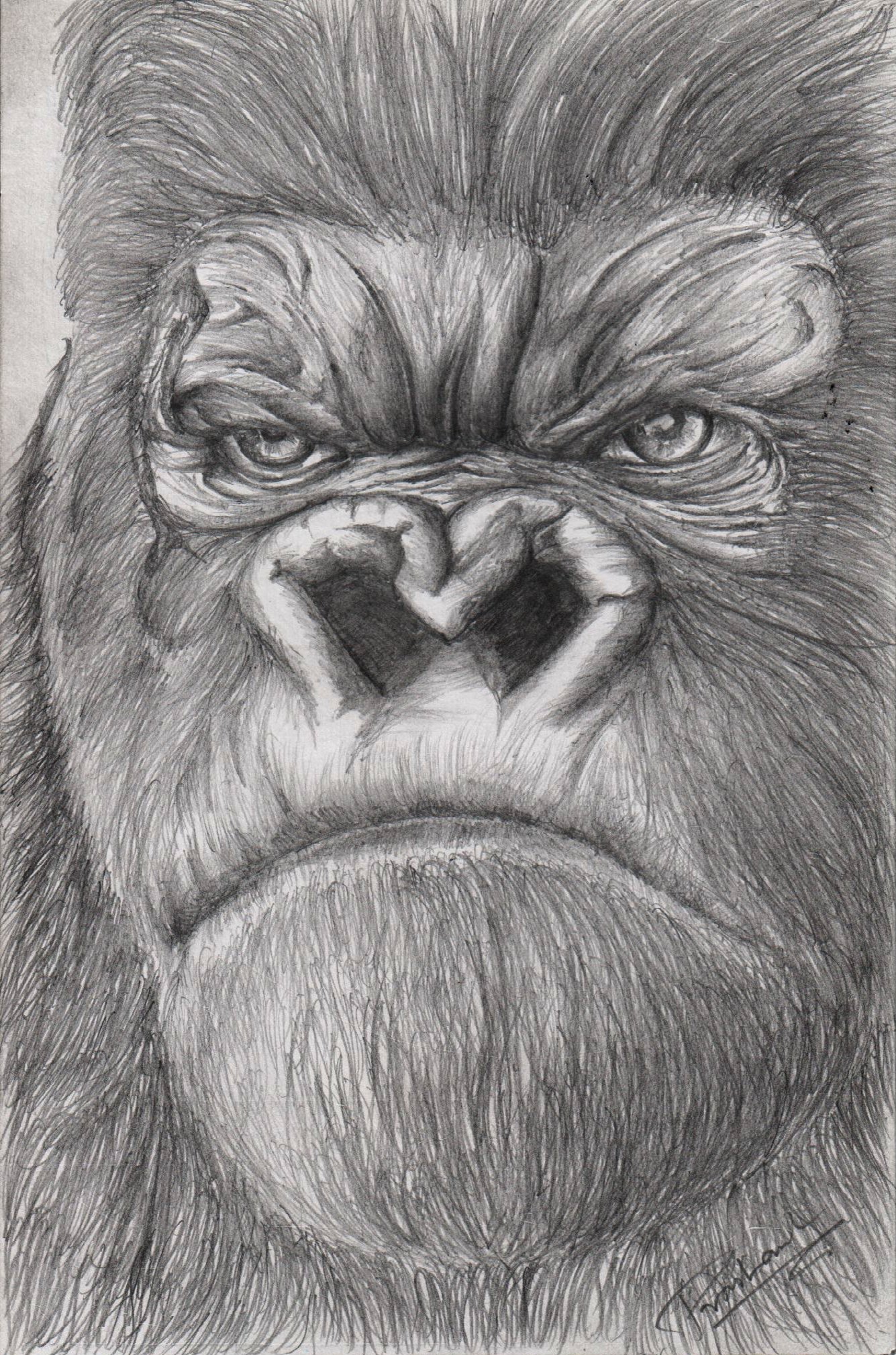 King Kong Pencil Drawing - animals Pencil Drawing