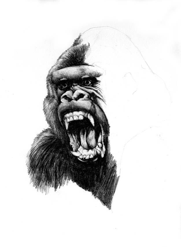 626x850 King Kong Sketch By Buchemi - King Kong Sketch
