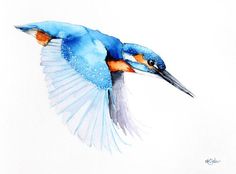 Kingfisher Bird Sketches