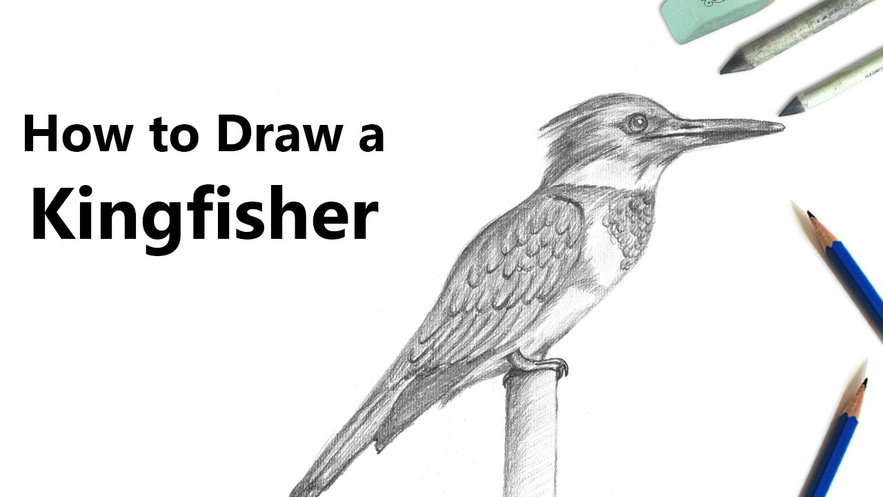 1280x720 How To Draw A Kingfisher With Pencils [Time Lapse] - Kingfisher Bird Sketches