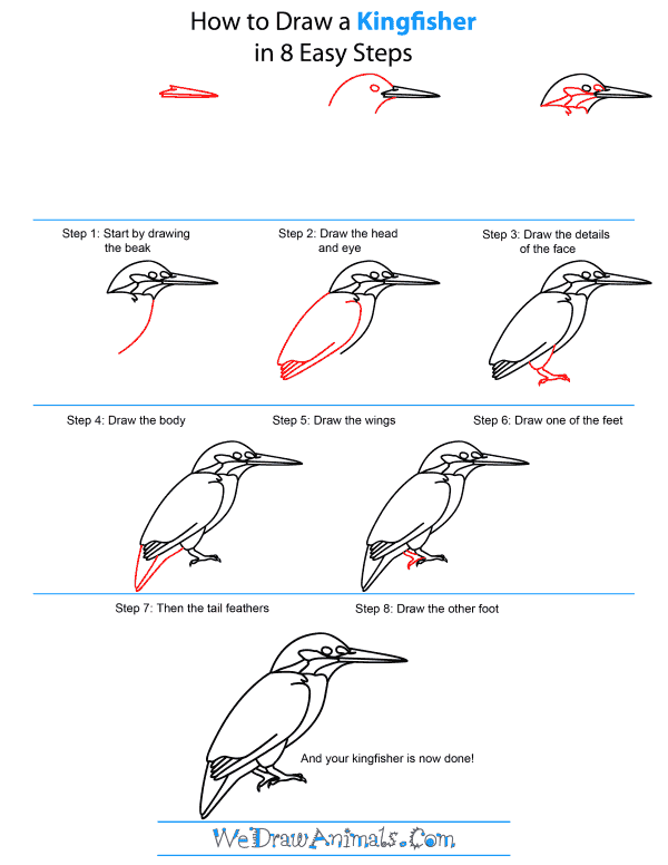 600x776 How To Draw A Kingfisher - Kingfisher Bird Sketches