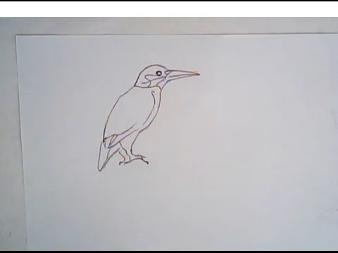 480x360 How To Draw A Kingfisher (Simple Drawing) - Kingfisher Bird Sketches
