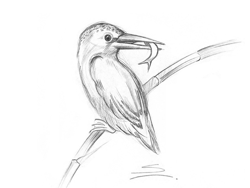 800x600 Kingfisher Sketch!! By Snehal - Kingfisher Bird Sketches