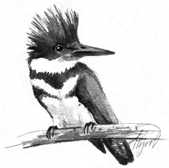 540x537 Kingfishers Birds Of Middle Earth - Kingfisher Bird Sketches