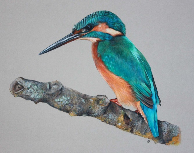 668x526 Nicky Jones - Kingfisher Bird Sketches