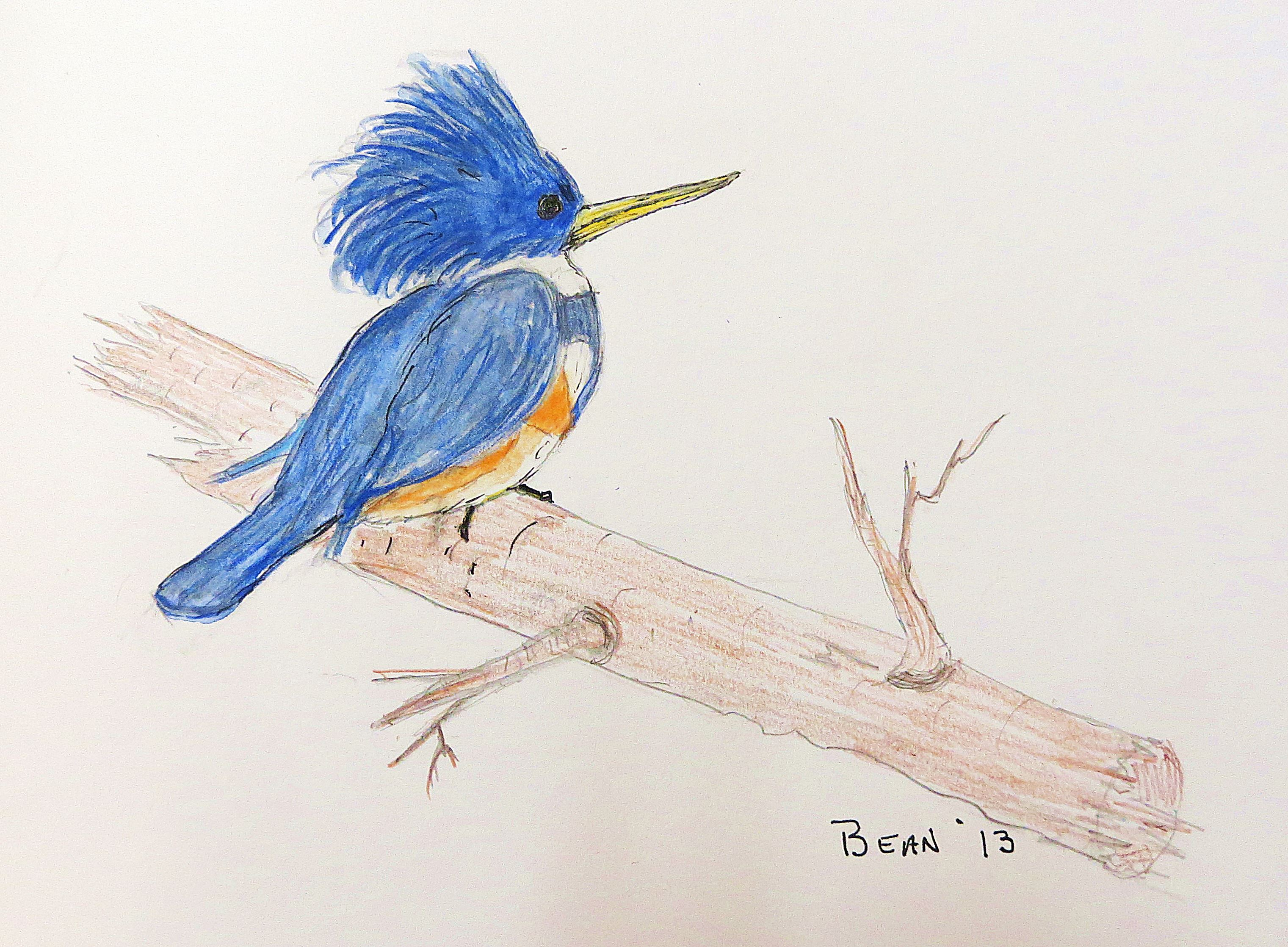 3042x2236 Sketch Of Kingfisher Bird Bird Of The Day Kingfishers Pat - Kingfisher Bird Sketches