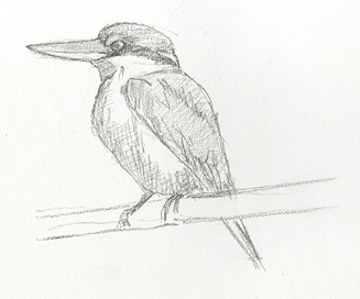 327x272 The Scolopax Chronicles February 2013 - Kingfisher Bird Sketches