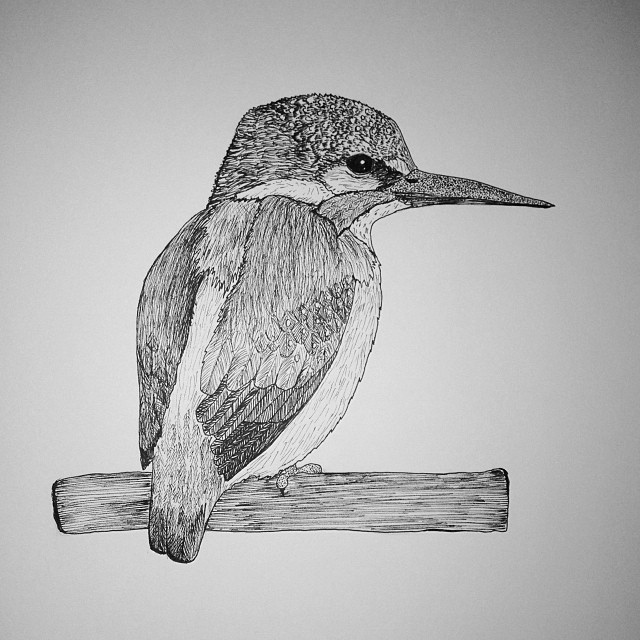 640x640 Kingfisher - Kingfisher Bird Sketches