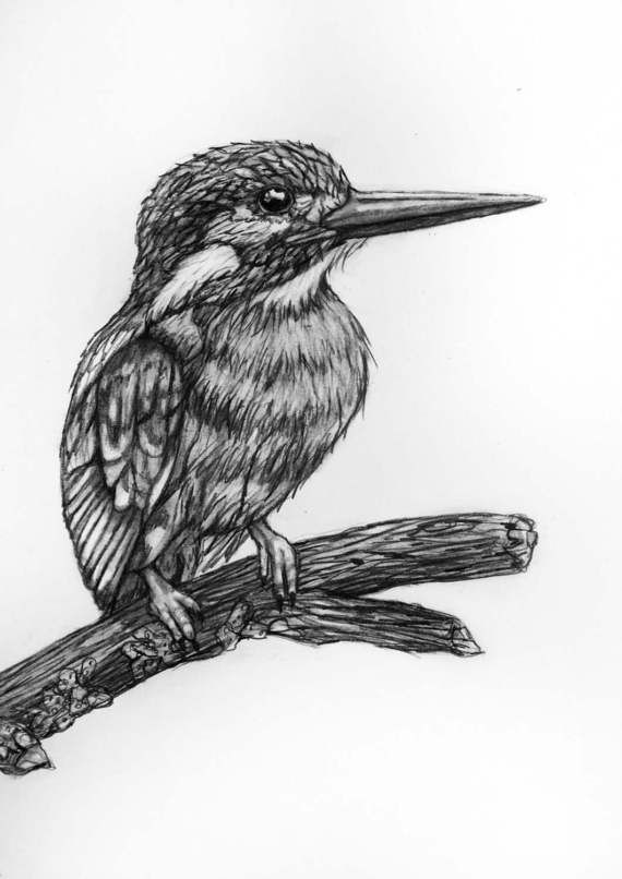 570x806 Bird Pencil Drawing - Kingfisher Bird Sketches