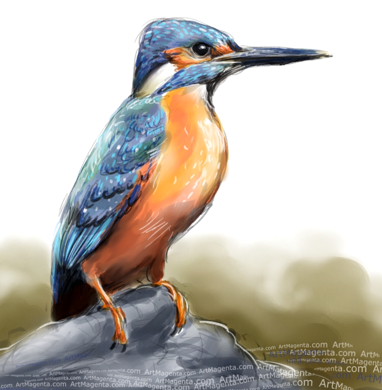 782x799 Birds Kingfisher - Kingfisher Bird Sketches