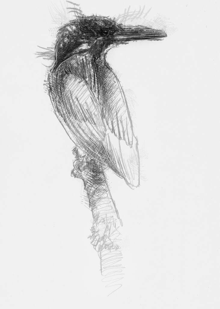 732x1024 Kingfisher - Kingfisher Sketch