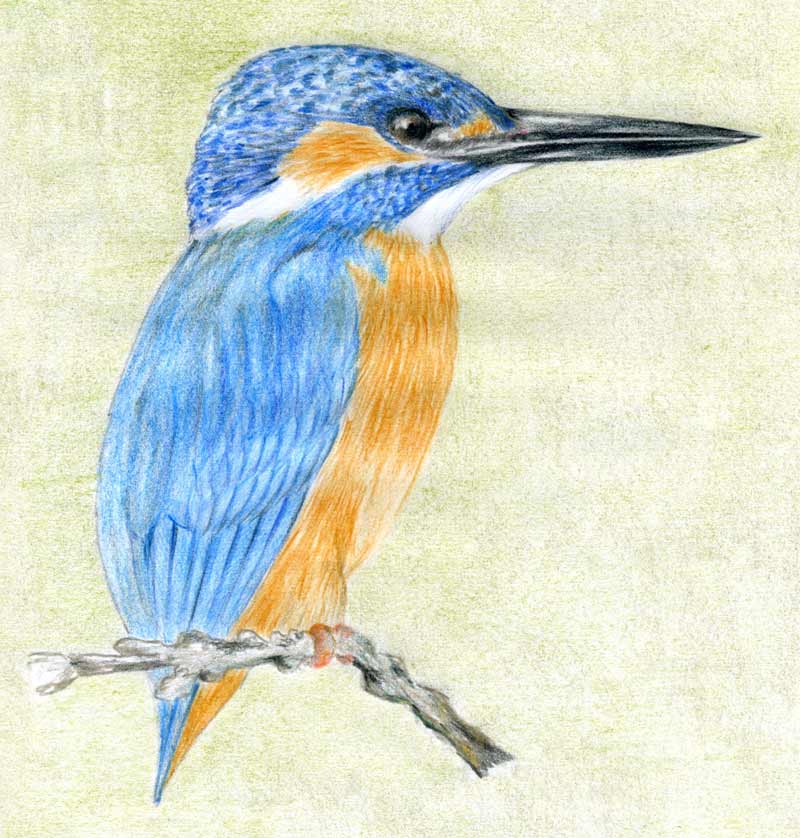 800x838 Kingfisher Drawing Sketch Drawing Skill - Kingfisher Sketch