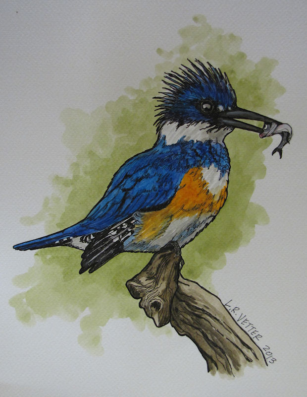620x800 Kingfisher Sketch - Kingfisher Sketch