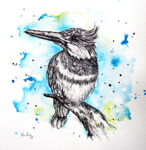 299x307 Kingfisher Sketch - Kingfisher Sketch
