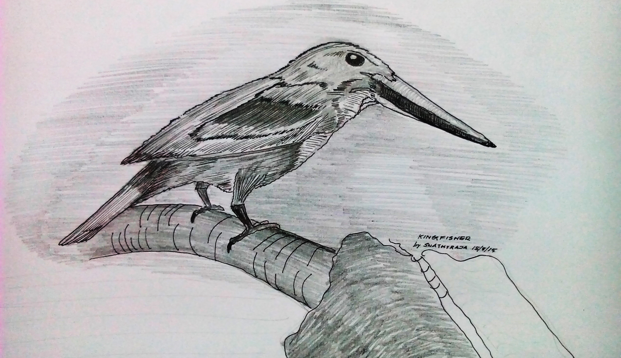 Kingfisher Sketch at PaintingValley.com | Explore collection of ...