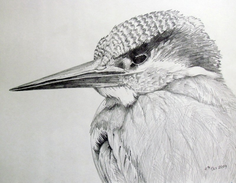 800x619 Kingfisher By Artist Rajendra V Pencil Drawings On Paper - Kingfisher Sketch