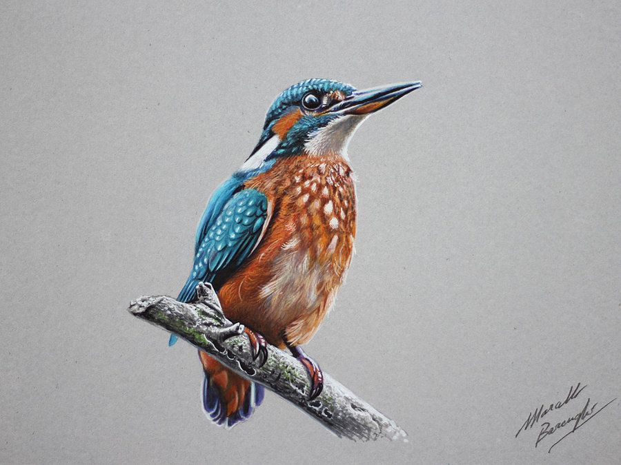 900x675 Kingfisher Drawing By On - Kingfisher Sketch