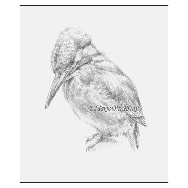 600x600 Kingfisher Drawing Handdrawn From Life By Bird Artist Marjolein - Kingfisher Sketch