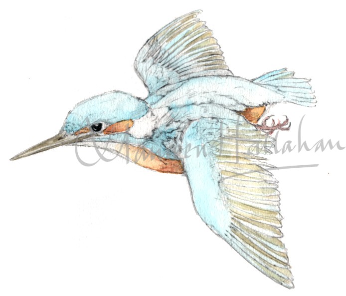 694x593 Kingfisher Sketch - Kingfisher Sketch