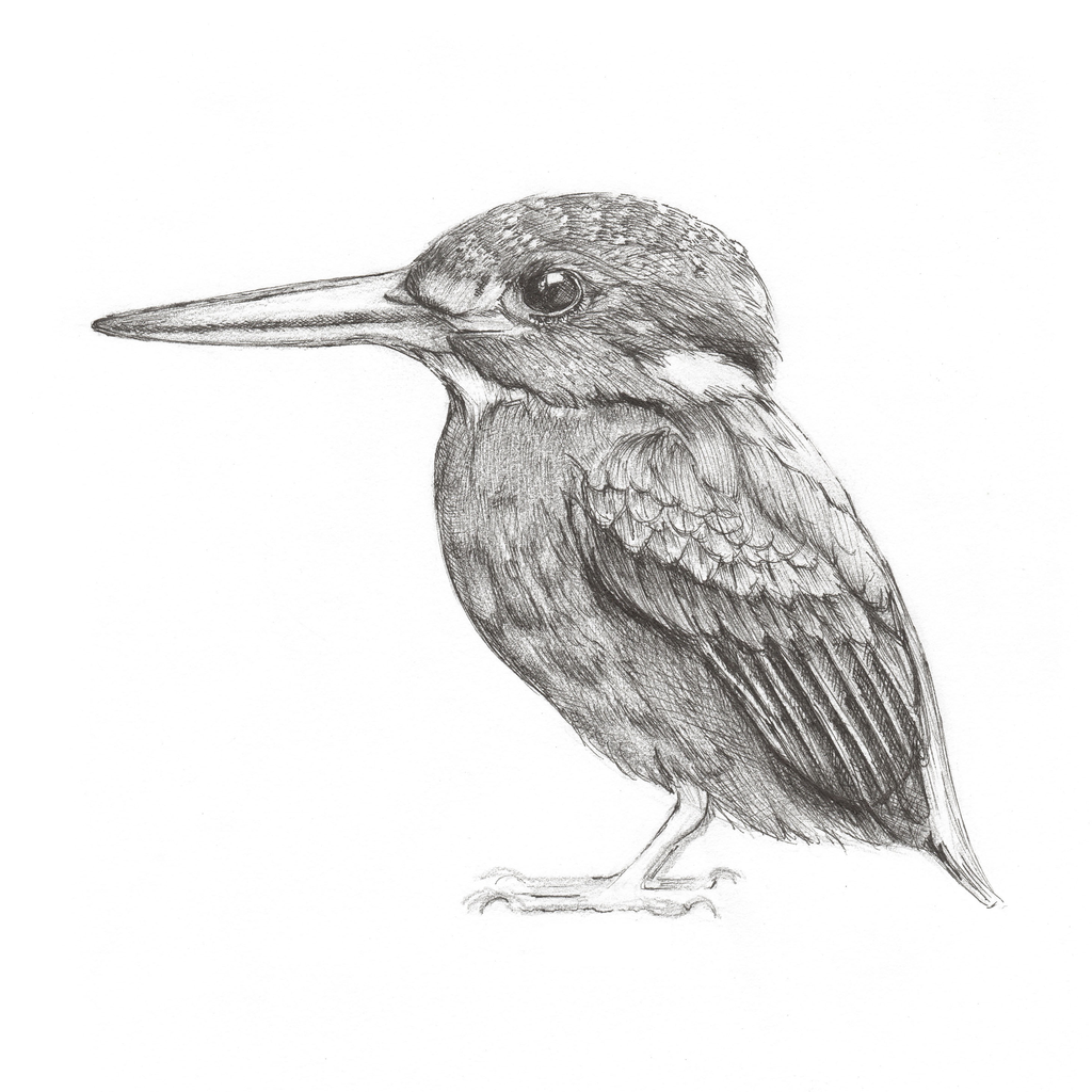 1024x1024 Kingfisher Tee Doodlewear By Doodle To Design - Kingfisher Sketch