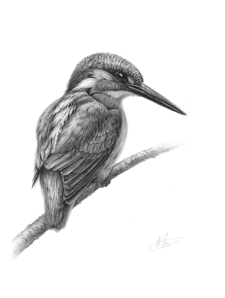 750x991 Kingfisher Nolon Stacey - Kingfisher Sketch