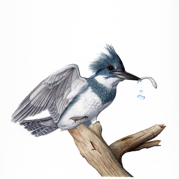 576x576 Male Belted Kingfisher Limited Edition Print With Mat - Kingfisher Sketch