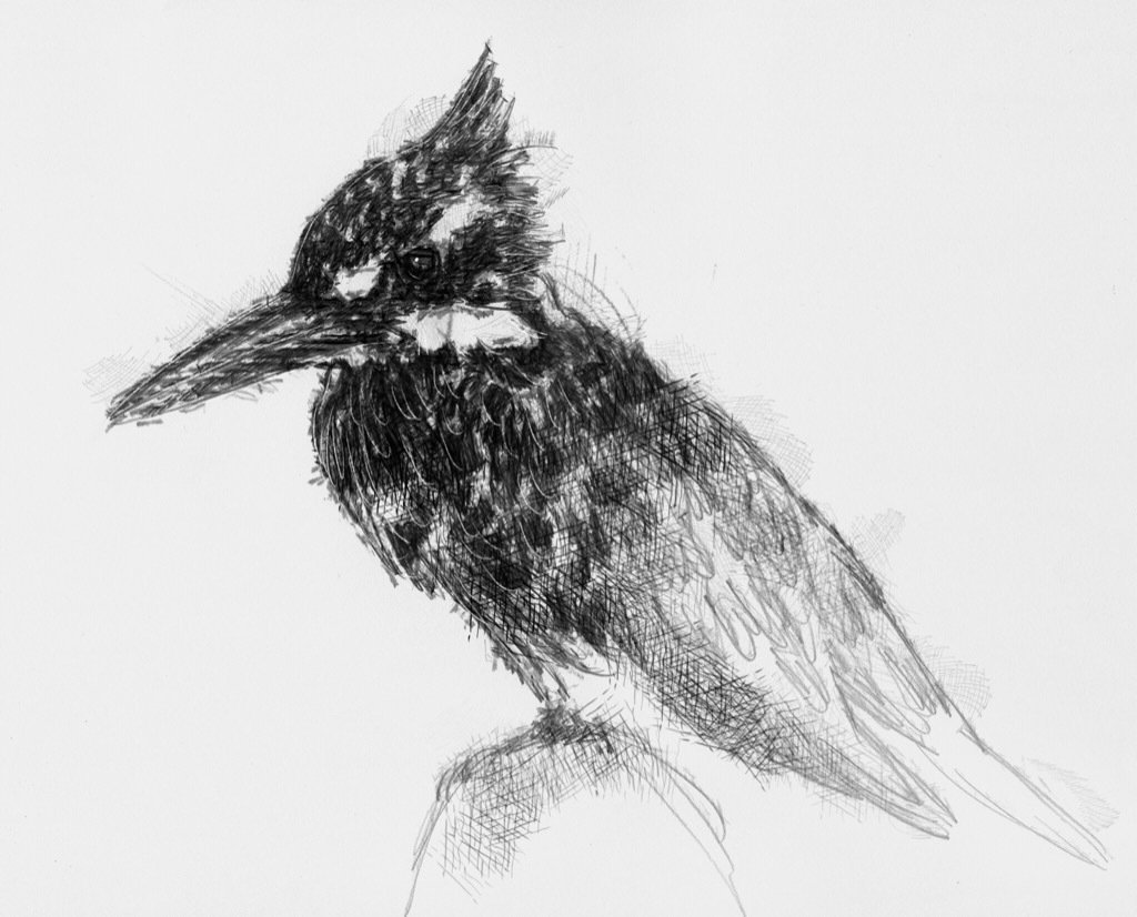 1024x826 Sean Briggs On Twitter Kingfisher Lovely Black And White - Kingfisher Sketch