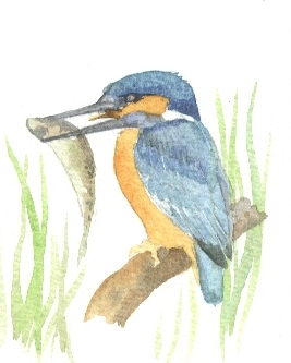 267x333 Sketch Fest! - Kingfisher Sketch