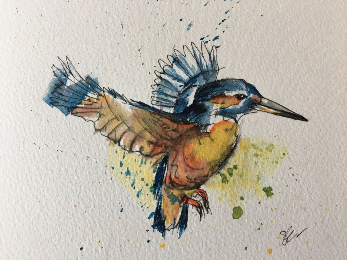 1200x900 Studio Tenthirty On Twitter - Kingfisher Sketch