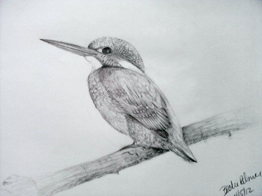 900x675 How To Draw A Bird Step By Step Easy With Pictures Birds - Kingfisher Sketch