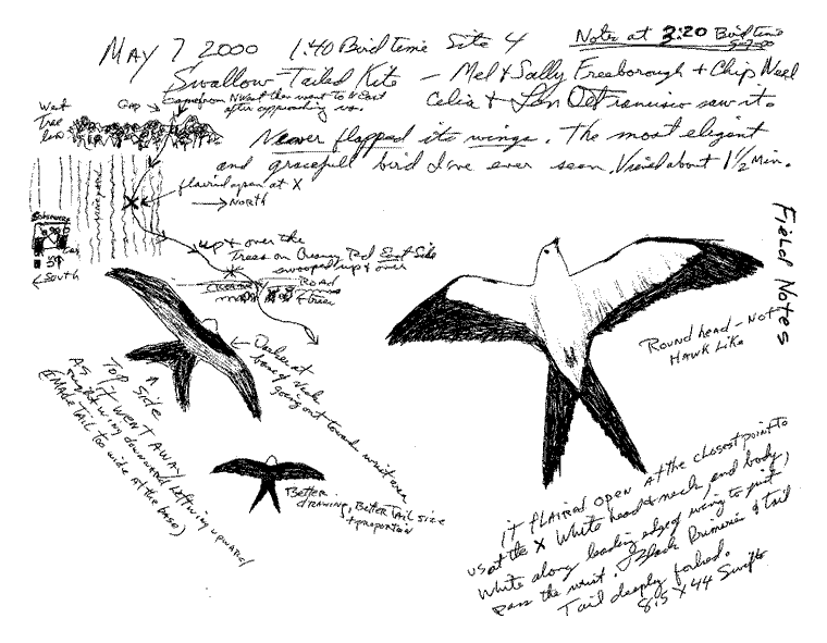 760x591 Swallow Tailed Kite Sketch By Leonard Defrancisco - Kite Sketch