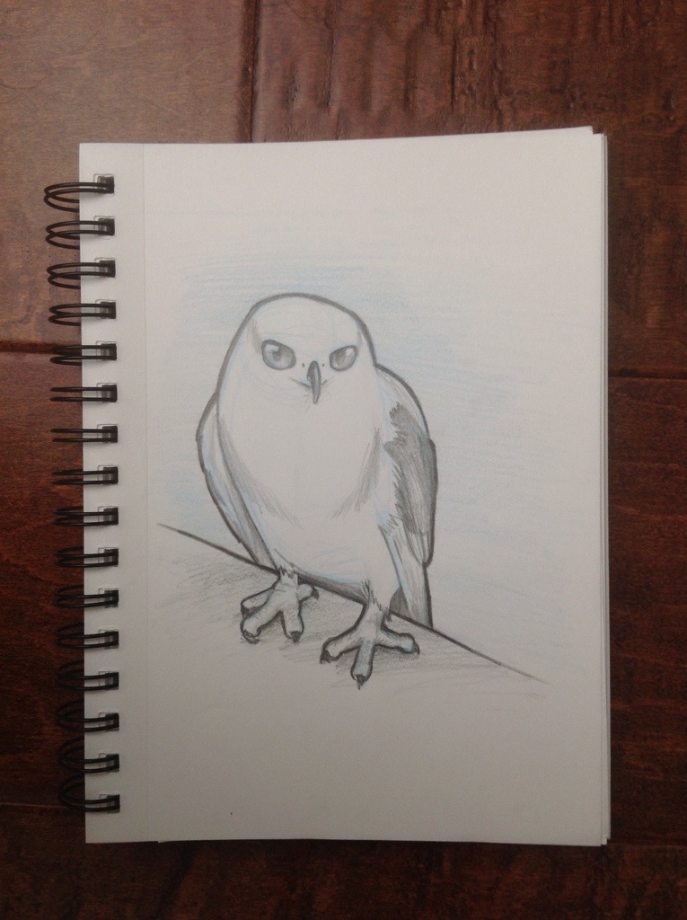 765x1024 White Tailed Kite Birding Ninja - Kite Sketch