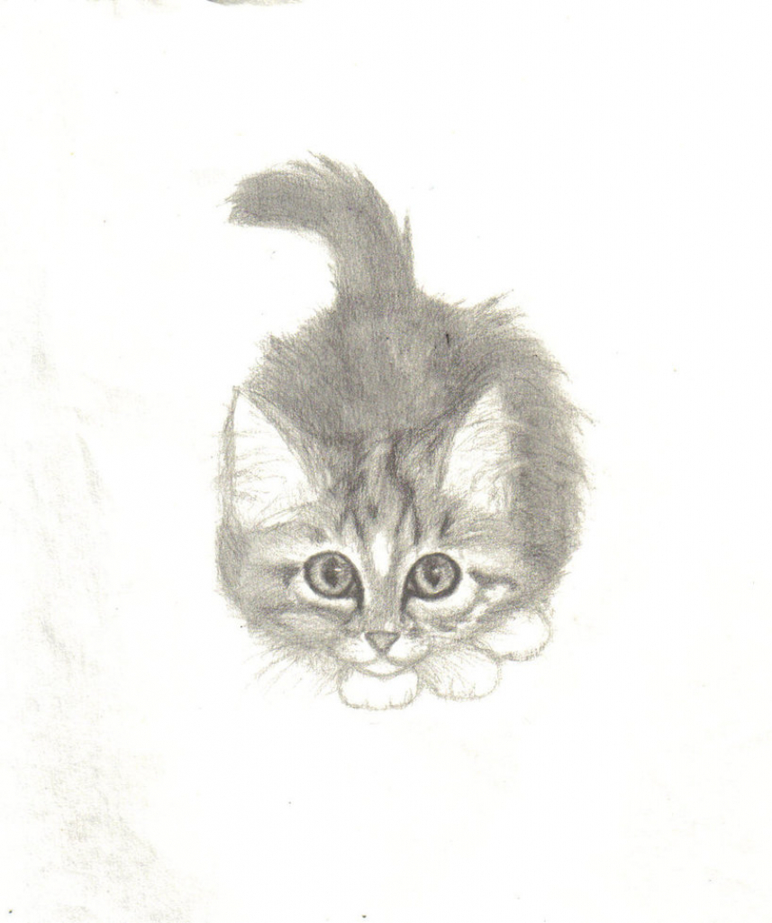 857x1024 Colored Pencil Drawing Ideas Color Pencil Drawing Ideas Pencil - Kitten Pencil Sketch