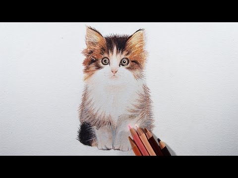 480x360 How To Draw A Kitten Easily With Colored Pencils. - Kitten Pencil Sketch