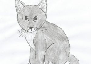 300x210 Kitten Pencil Drawing - Kitten Pencil Sketch