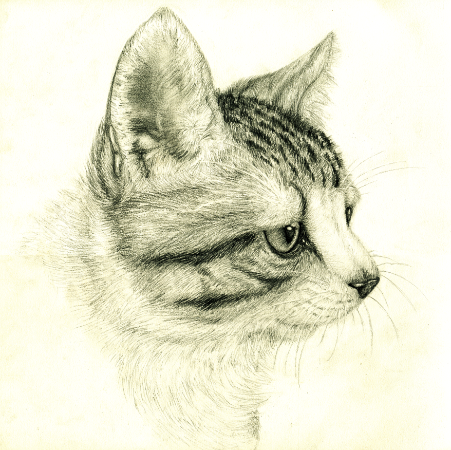 878x876 Kitten Pencil Drawing By Tsebresos - Kitten Pencil Sketch