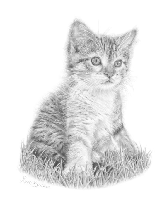 570x713 Kitten Pencil Drawing Cat Art Print Gift For Cat Lover. Etsy - Kitten Pencil Sketch