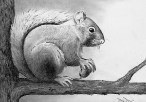 300x210 Pencil Drawings Of Animals Pencil Sketches Animal Drawings Animals - Kitten Pencil Sketch
