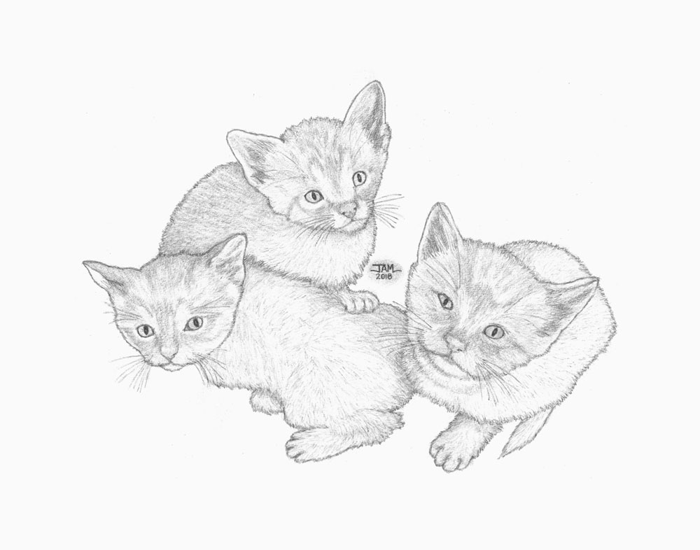 1000x786 Pencil Drawings Amp Sketches Of Cats Amp Kittens - Kitten Pencil Sketch