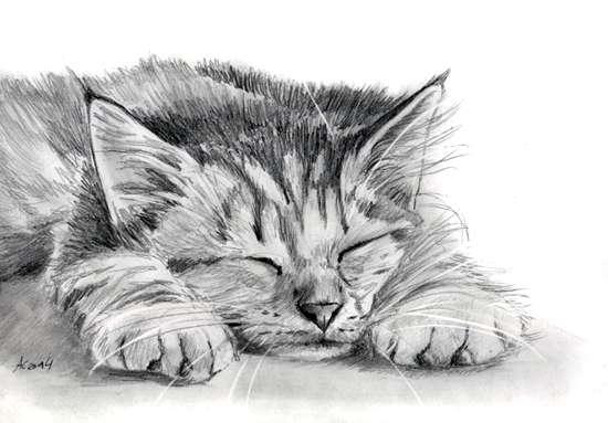 550x383 Tabby Kitten Pencil Painting By Art It Art - Kitten Pencil Sketch