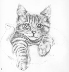 236x245 Coloring For Adults - Kitten Pencil Sketch