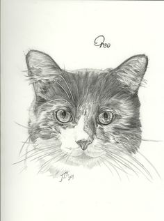 236x317 Pencil Drawing Of Bengal Kitten Cats Pencil - Kitten Pencil Sketch