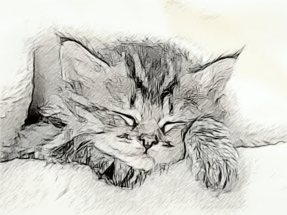 420x315 Ej Creations Cute Kitten Sketch - Kitten Sketch