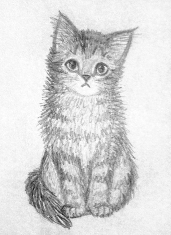 600x825 Kitten Sketch 1 By Kridah - Kitten Sketch
